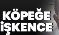 Köpeğine işkence etti