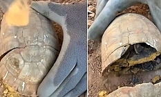 Kaplumbağanın kabuğundan define çıktı