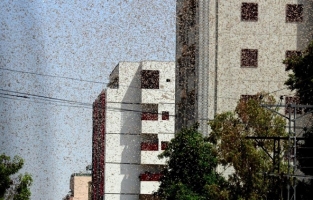 Çekirge istilası yüzünden OHAL ilan ettiler