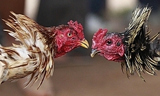 Filipinler'de polis memuru  dövüş horozunun kurbanı oldu