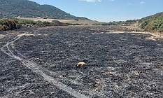 Karpaz'da yangın: 10 dönüm kül oldu
