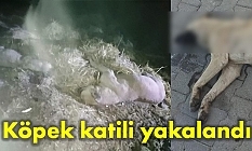 Köpekleri zehirleyen kişiye yasal işlem