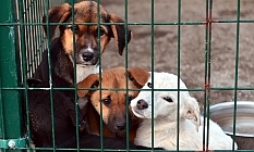 Altın Patiler'den LTB’nin Hayvan Barınağı’nda etkinlik