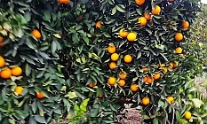 Evkaf'tan asılsız iddialara yalanlama