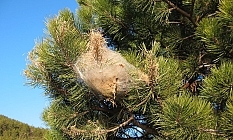 Çam kese böceği, insanları da tehdit ediyor