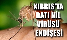 Batı Nil Virüsü, Kıbrıs'a sıçradı