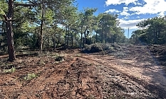 Yeşilköy’de doğa katliamı