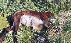 Öldürülen eşeklerle ilgili polisten geniş çaplı soruşturma