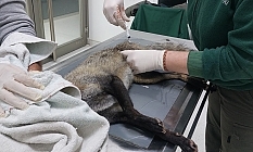 Trafik kazasında yaralanan tilkinin durumu kritik