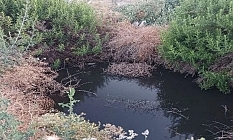 Lağım suları dereye akıtılıyor