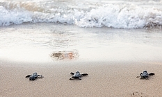 Merit kumsalında yavru kaplumbağalardan yaşama ilk adım