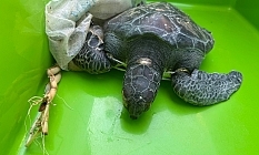 Yaralı kaplumbağa, Meritta ile hayata tutundu