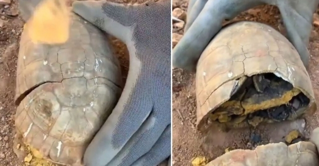 Kaplumbağanın kabuğundan define çıktı