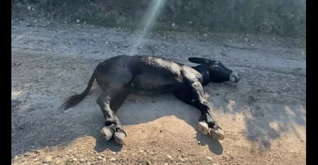 “Üzgünüz dostum, seni de kurtaramadık”