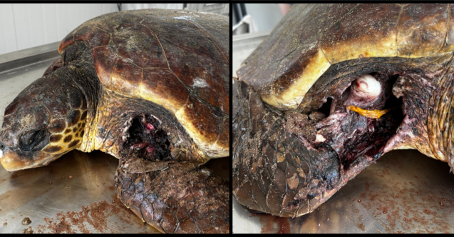 6 yılda 45 kaplumbağa can verdi!